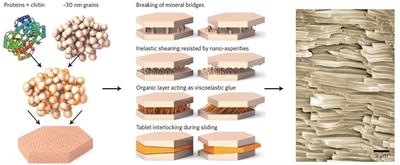 Bioinspired Cementitious Materials: Main Strategies, Progress, and Applications